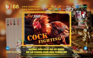 Giới Thiệu Gà Ô Chân Trắng – Chiến Kê Luôn Được Săn Đón