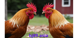 Đá Gà Trực Tiếp Thomo bj89
