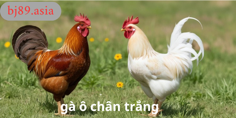 Gà ô chân trắng bj89 Gà ô chân trắng bj89
