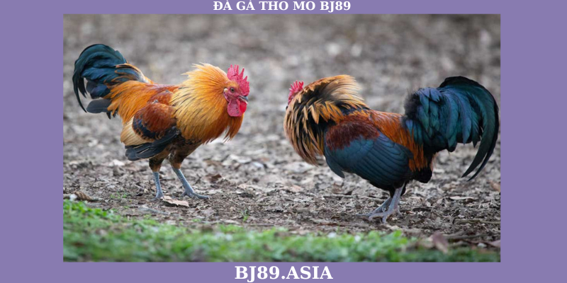 Đặc điểm nổi bật của đá gà trực tiếp Thomo tại BJ89 Đặc điểm nổi bật của đá gà trực tiếp Thomo tại BJ89