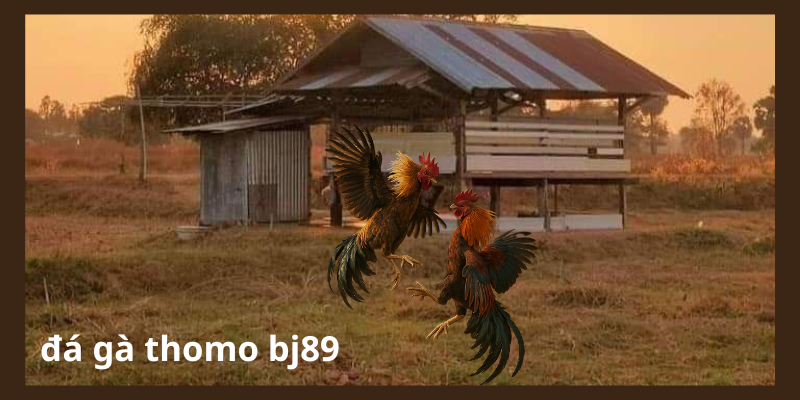 Đá gà Thomo bj89 Đá gà Thomo bj89