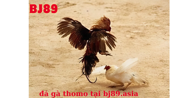 Đá Gà Trực Tiếp Thomo bj89 Đá Gà Trực Tiếp Thomo bj89